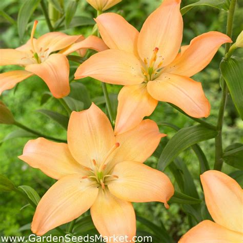 Asiatic Lily Easy Whisper Xl Pack 50 Pcs Garden Seeds Market