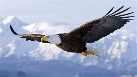 Hintergrundbilder Tiere Fliegend Tierwelt Raubvogel Adler