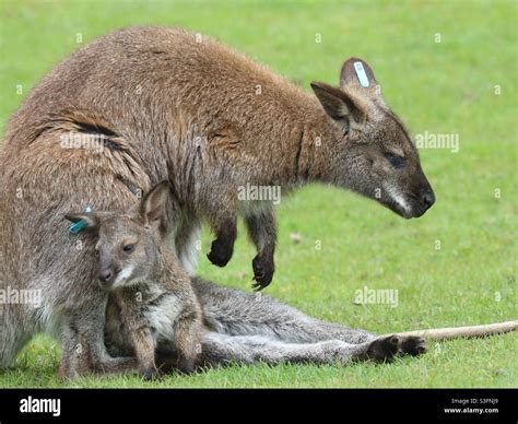 Mother And Baby Kangaroo Stock Photo Alamy
