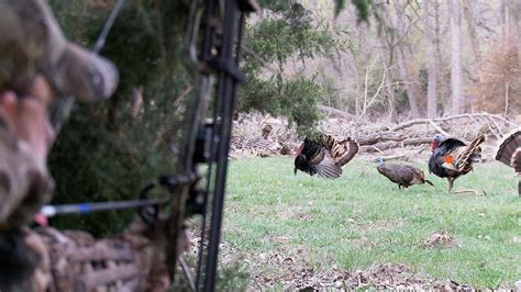 Bowhunting Turkeys Perfect Shot Placement On 2 Gobblers At 12 Yards