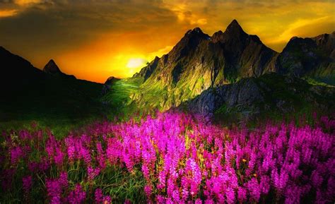 Download Pink Flower Spring Mountain Flower Nature Sunset Wallpaper