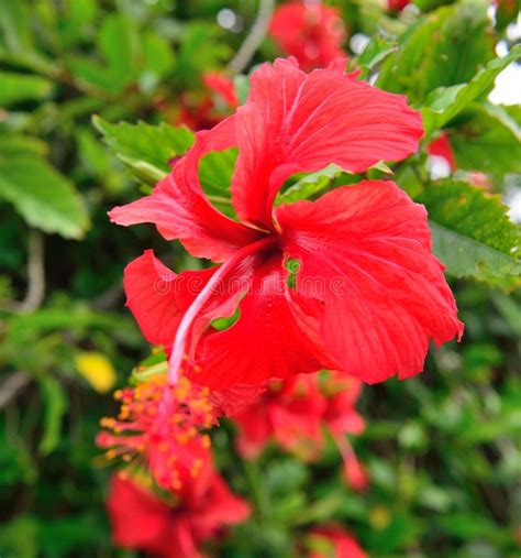 Closeup Of The Rosemallows Red Tropical Hawaiian Flowers Stock Image