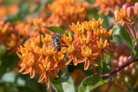 Butterfly Weed Asclepias Tuberosa Orange Flowers With Bee Stock Image