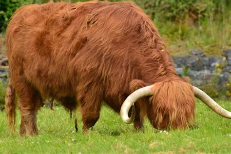 Facts You Must Know But Perhaps Dont About Highland Cattle