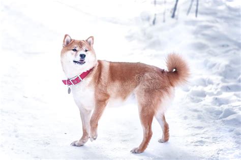 Dog Of The Shiba Inu Breed Sits On The Snow Stock Image Image Of