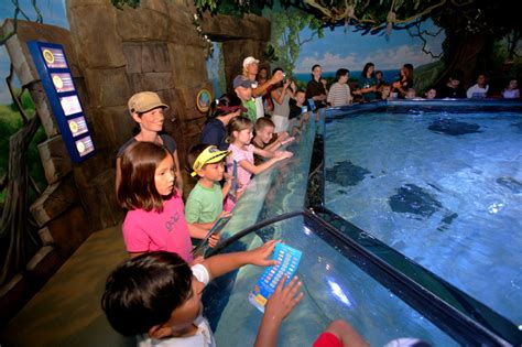 La Jolla Legoland Sea Life Aquarium Ray Tank Full Greenability Magazine