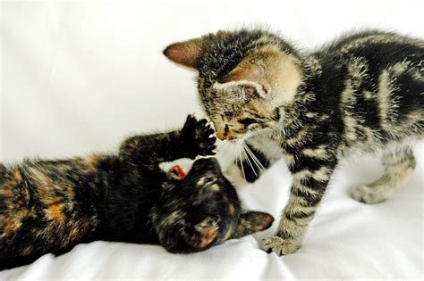 Playful Kittens 2 Free Photo Download Freeimages
