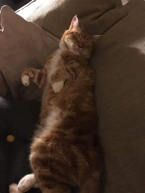 John Alexander On Twitter Its Gingercatappreciationday So Heres A