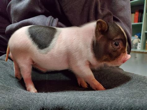 Mini Piglets For Sale Pet Pigs Hogs And Horns Homestead