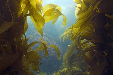 Brown Algae Marine Seaweed Kelp Britannica