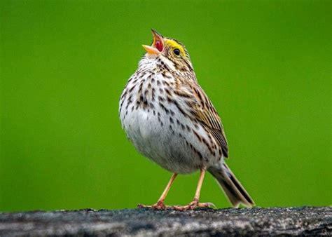 17 Sparrow Bird Types That You Should Know Birds And Blooms