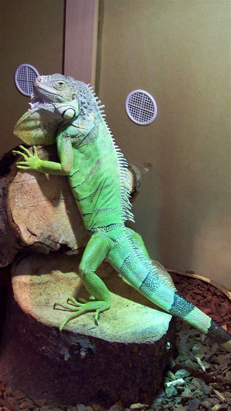 Green Iguana - Appleton Exotics