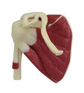 Gpi Anatomicals Mini Joint Set Model Muscled Boreal Science