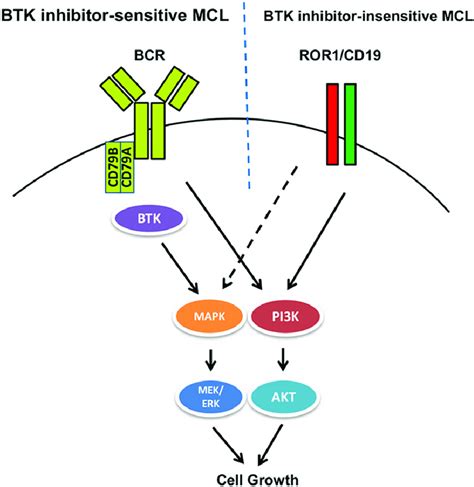 Schematic Diagram Of Bcrbtk And Ror1cd19 Activated Cell Signaling