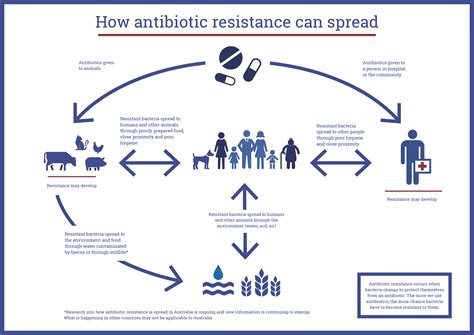 Infographic How Antibiotic Resistance Can Spread Antimicrobial