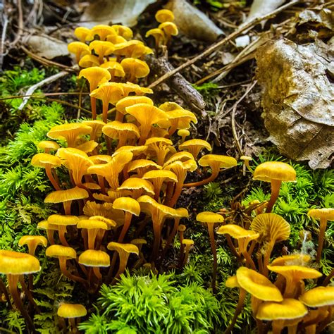 Fungi Forest Photograph By Marc Novell