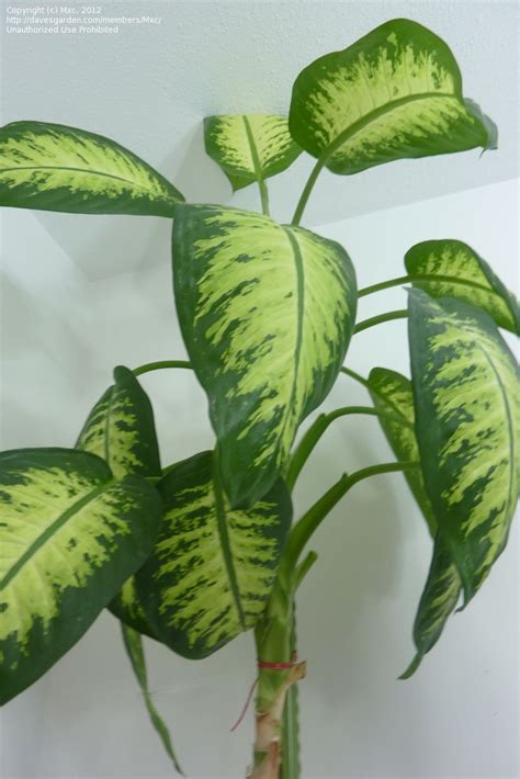 Identify Indoor Tropical Plants Large Leaf Modern House