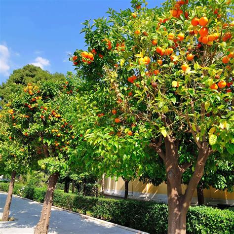 Cara Cara Orange Tree Plants Express