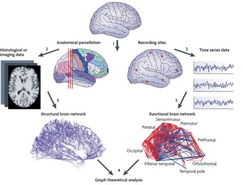 Brain Network Mapping Using Structural Mri S Mri And Functional Mri