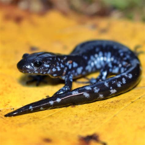 Blue Spotted Salamander Project Noah