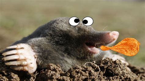 Cute Baby Mole Eats Potato Chip Youtube