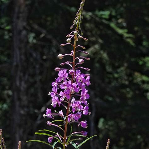 Chamaenerion Angustifolium Fireweed 10000 Things Of The Pacific