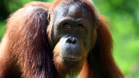 Curious Orangutans Raised By Humans Do Better On Cognitive Tests