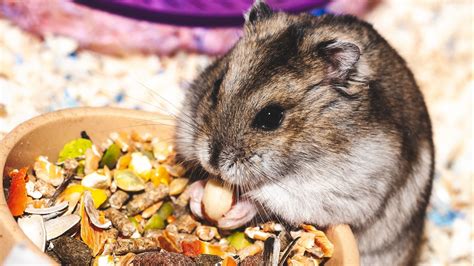 Download Wallpaper 1920x1080 Hamster Eat Funny Cute Rodent Full Hd Hdtv Fhd 1080p Hd
