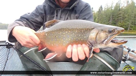 Brookspeckled Trout Ofah Ontario Angler Awards