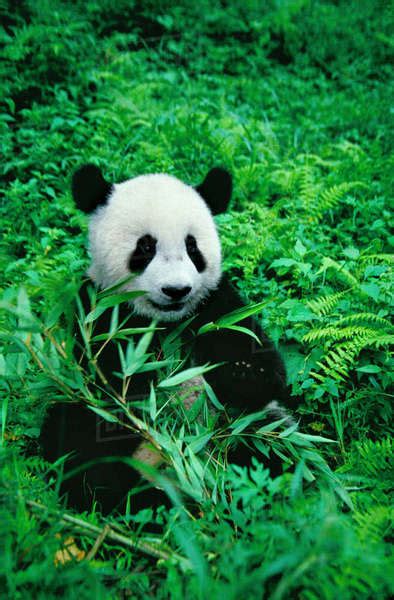 Giant Panda Cub Eats Bamboo In The Bush Wolong Panda Reserve Sichuan