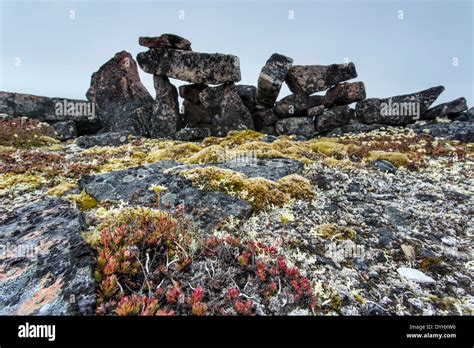 Canada Nunavut Territory Vansittart Island Moss Grows On Arctic Tundra