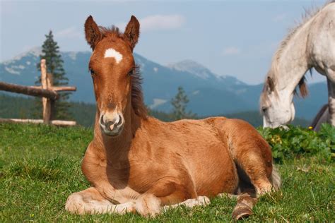 Epiphysitis in Horses - Symptoms, Causes, Diagnosis, Treatment ...