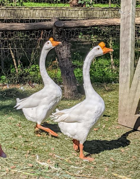 Male Chinese Swan Goose By Belinda Stucki Ubicaciondepersonas Cdmx Gob Mx