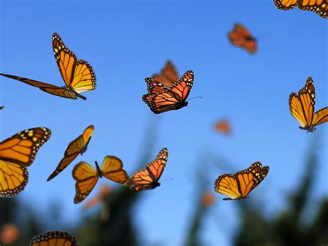 The Amazing Monarch Butterfly Migration Think Blue Marble