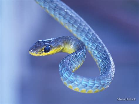 Blue Green Tree Snake By Steve Bullock Redbubble