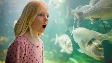 Anglesey Sea Zoo Cbbc Bbc