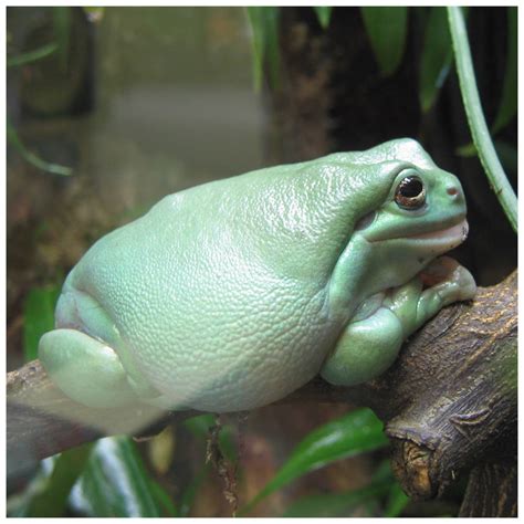 Big Fat Green Frog By Roes On Deviantart