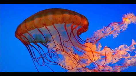 Amazing Deep Sea Creatures Youtube