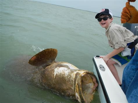 Florida Keys Goliath Grouper Fishing Islamorada