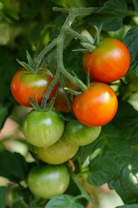 15 Early Maturing Tomato Varieties For Short Season Northern Growers