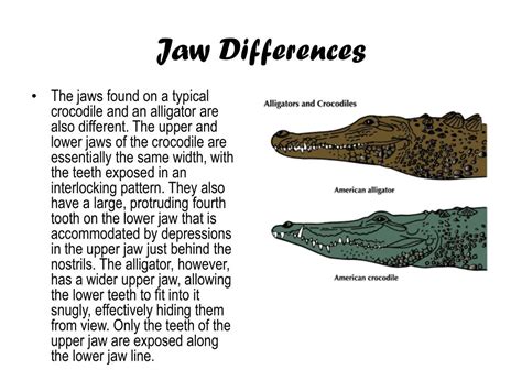 Ppt The Difference In Crocodiles And Alligators Powerpoint Presentation