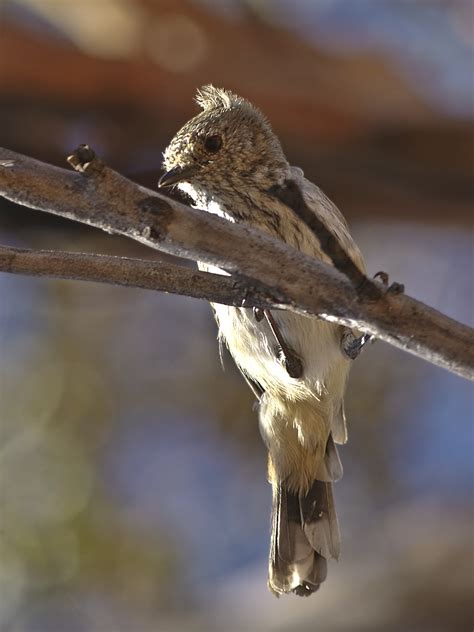 Flickriver Photoset Birds Of South Australia By David Cook Wildlife