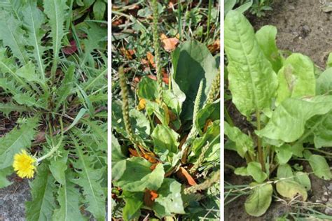 15 Edible Backyard Weeds With Amazing Health Benefits