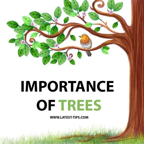 What Is The Importance Of Trees 2020 Importance Of Trees Trees To