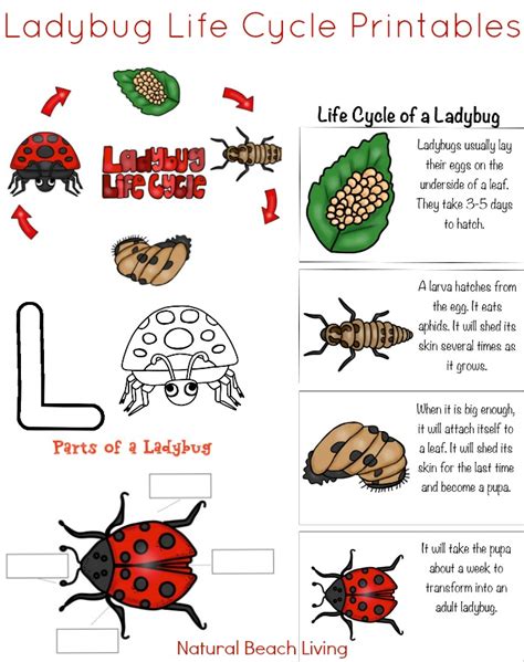 Ladybug Life Cycle Activities And Free Printables For Preschool And
