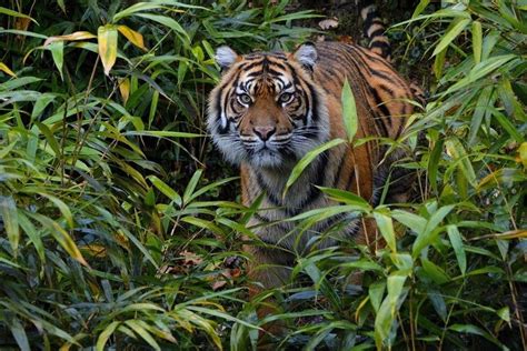 Do Tigers Live In The Jungle Or Forest Hasma