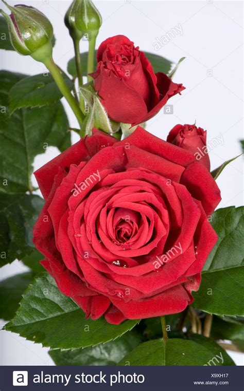 Red Rose In Bloom High Resolution Stock Photography And Images Alamy