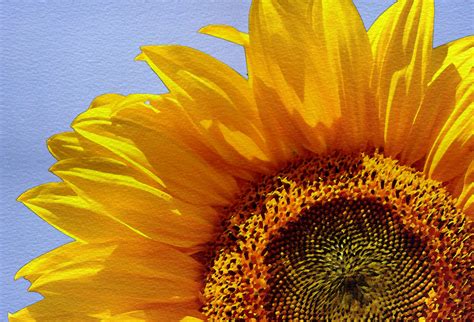 Watercolor Sunflower Wallpaper