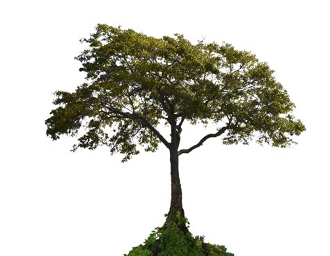 Tree With Plants Png Image Purepng Free Transparent Cc0 Png Image