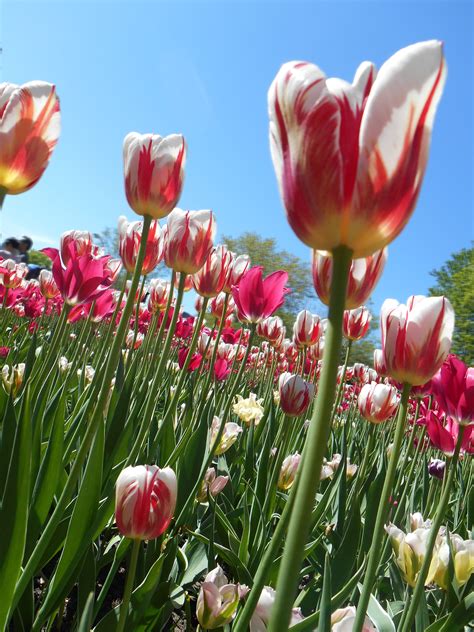 Fotos Gratis Planta Floreciendo Pétalo Tulipán Primavera Botánica